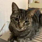 Iwaoの画像