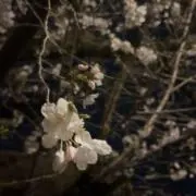 Aの画像