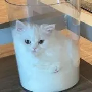 しろ