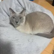 ヲアイ