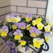 はよにぽの画像