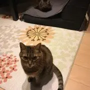みらみらの画像