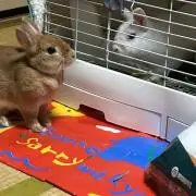 にゃんちゅー