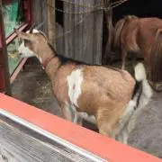 ももこ
