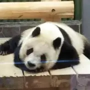 ミカの画像