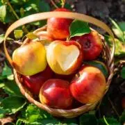 appleberryの画像