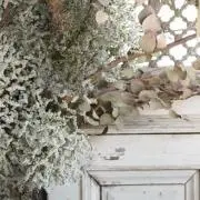 asaの画像