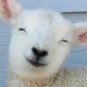 めーの画像