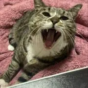sumireの画像