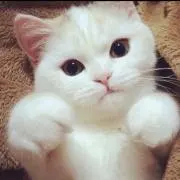 White♡cat