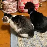 pipopo必ずプロフ確認お願い致しますの画像