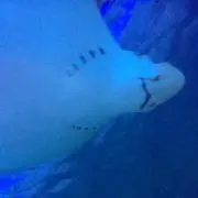 もも　お値下げ相談承ります！
