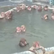 は