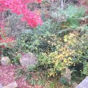 Tomokaの画像