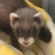 なーたん
