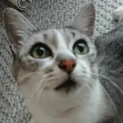 りんごぉ   即購入OK！の画像