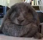 ちょびの画像