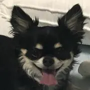 トヨ君
