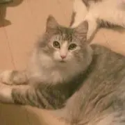 ゆう