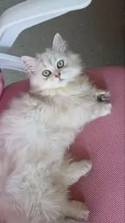 lulu_moriの画像