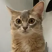 あねり