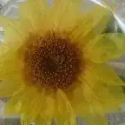 ひまわりの画像