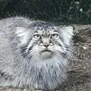 koshian 即購入OKの画像