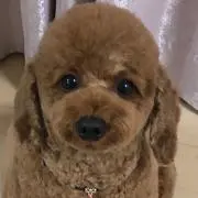 REINA プロフ推奨の画像