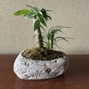 ハチ&キュウの画像
