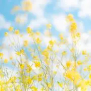 hana★の画像