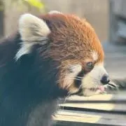 ひよみの画像
