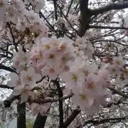 Asian Galikaプロフ見て下さい
