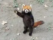 とら