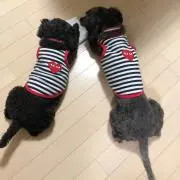 クーパーＤの画像