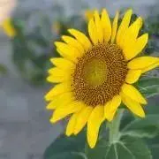 Sksrm☆の画像
