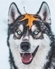 Direwolf