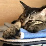 asu_ma♪の画像
