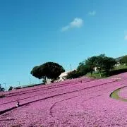 サトの画像