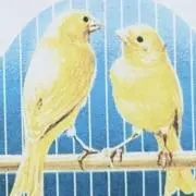 まるみの画像