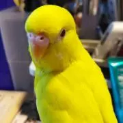 あゆ