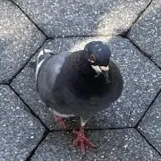 仁吉 プロフ確認 セット購入で割引ありの画像