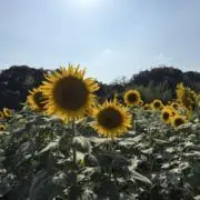 .armの画像