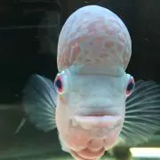 mamo.kの画像