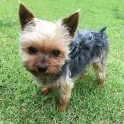 さくさくの画像