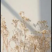 wakaの画像