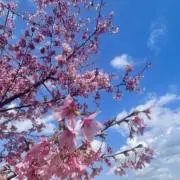【即日発送★】 古着屋 はなの画像