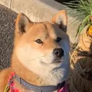 rezrezの画像