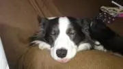 ダンテ