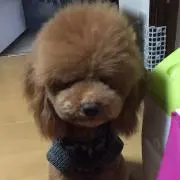 ボブ