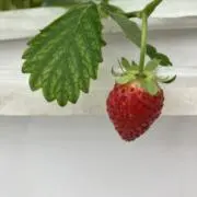 ぷにぷにの画像